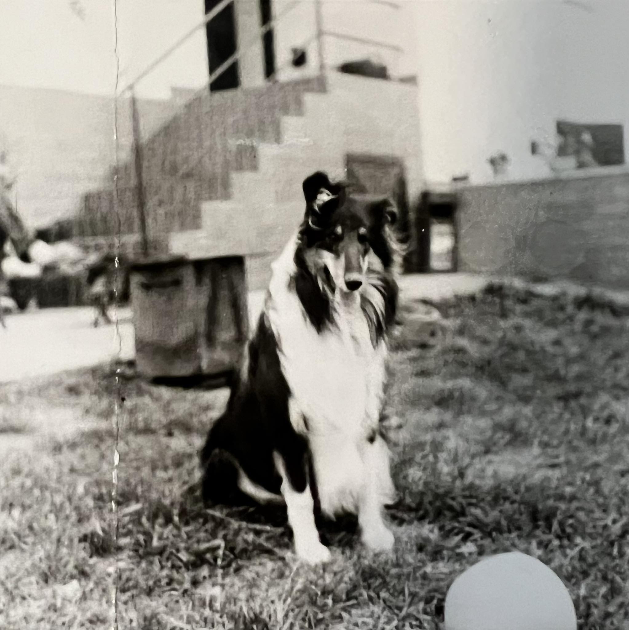 Arlen Black Vlavys Cs